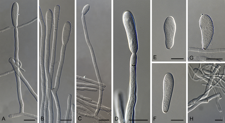 Fig. 57