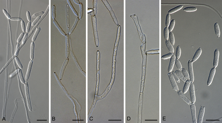 Fig. 54