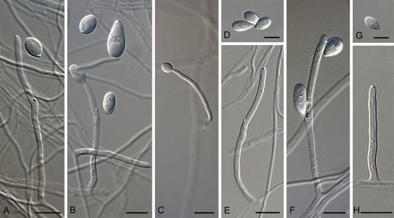 Fig. 60