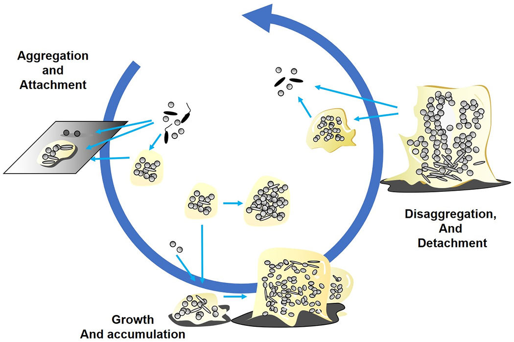 Figure 5,