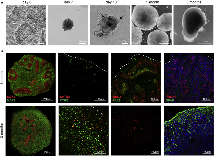 Figure 3