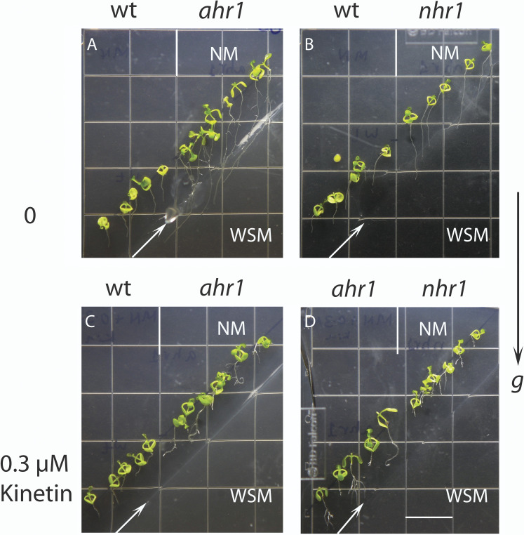 Fig. 10.