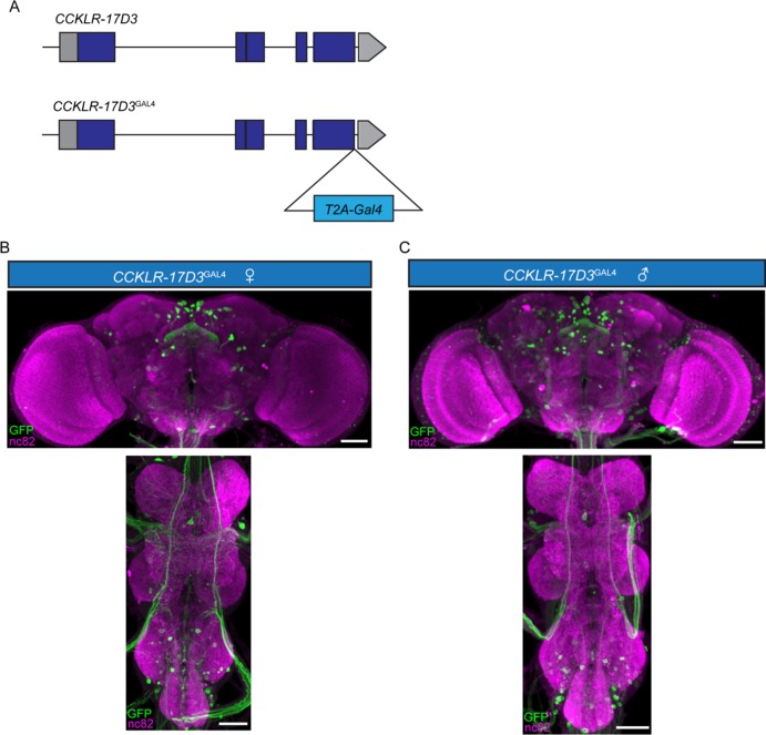 Figure 3—figure supplement 2.