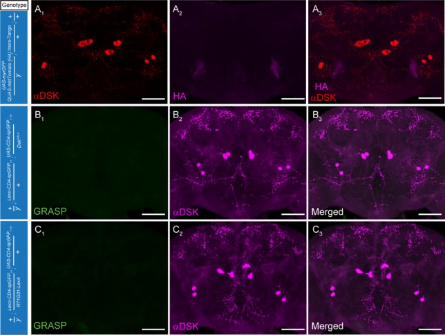 Figure 4—figure supplement 1.