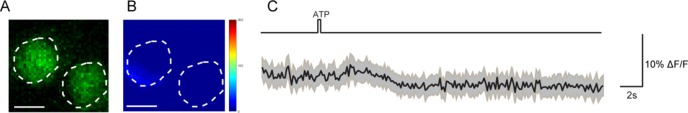 Figure 5—figure supplement 1.