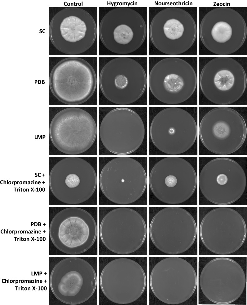 Fig. 4