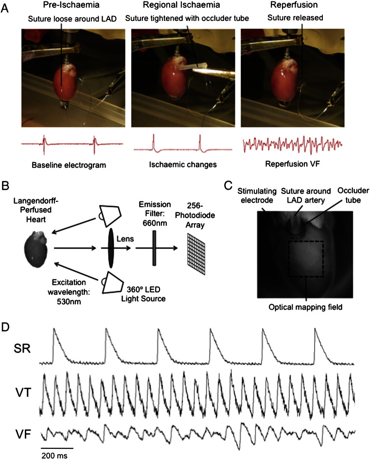 Fig. 1