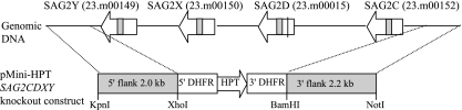 FIG. 2.