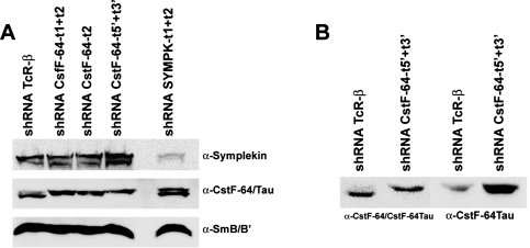 FIGURE 5: