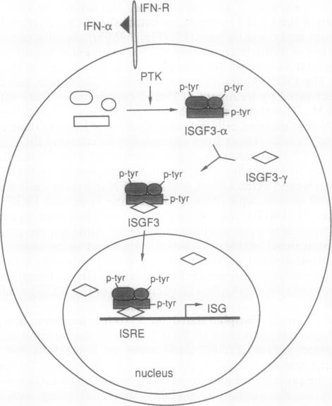 graphic file with name pnas01097-0317-a.jpg