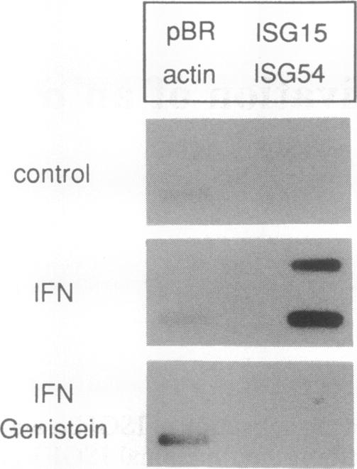 graphic file with name pnas01097-0315-a.jpg