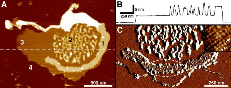 Fig. 3