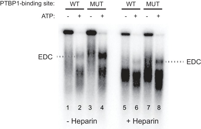 Figure 2—figure supplement 1.