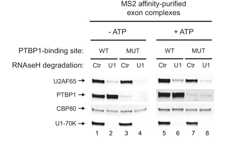 Figure 3—figure supplement 1.