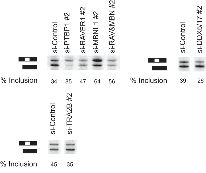 Figure 5—figure supplement 1.