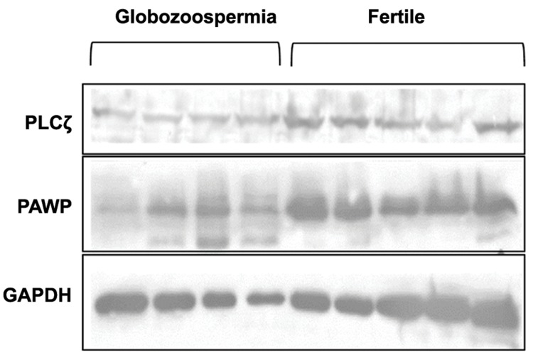 Fig.1