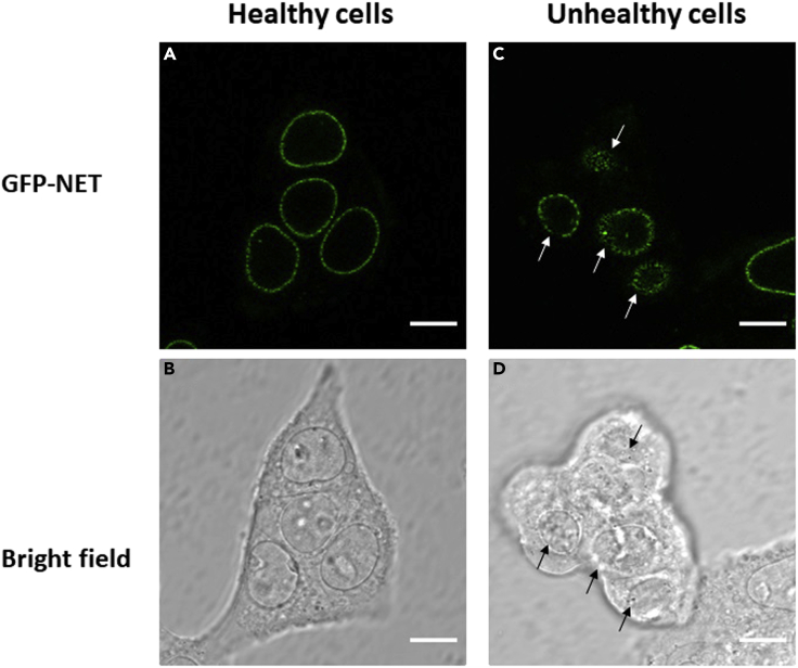 Figure 2