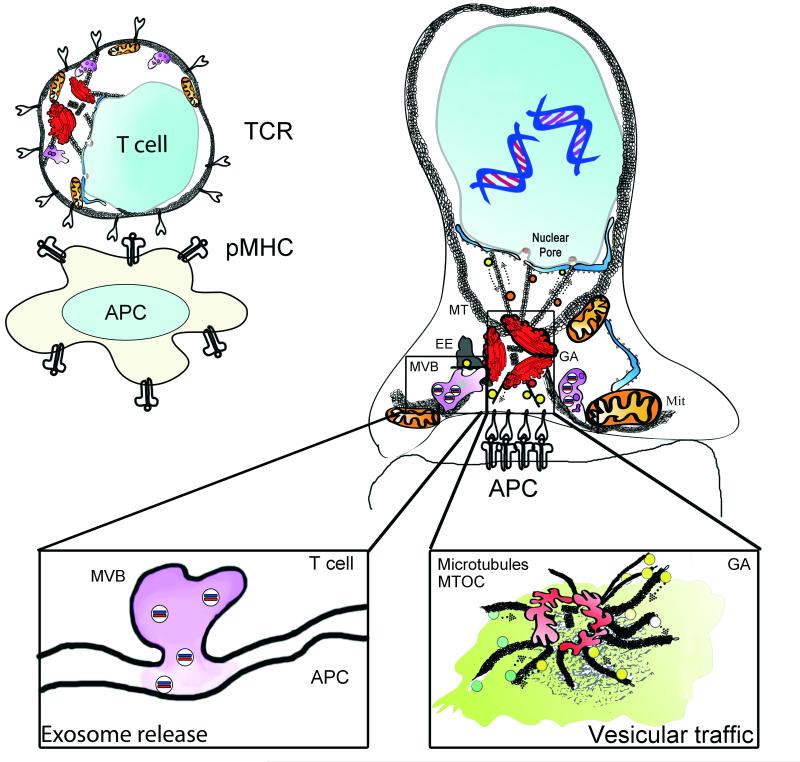 Immune Synapse Conductor Of Orchestrated Organelle Movement Pmc