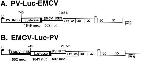 FIG. 1