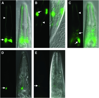 Figure 4.—