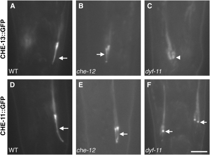 Figure 7.—