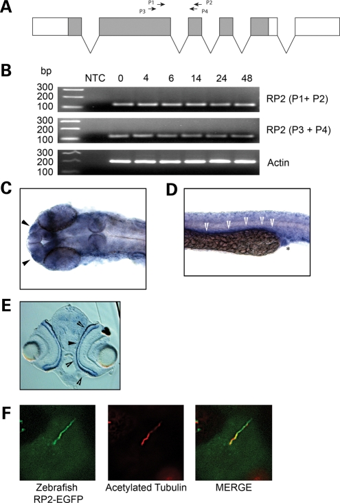 Figure 5.