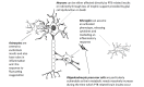 Fig. (1)
