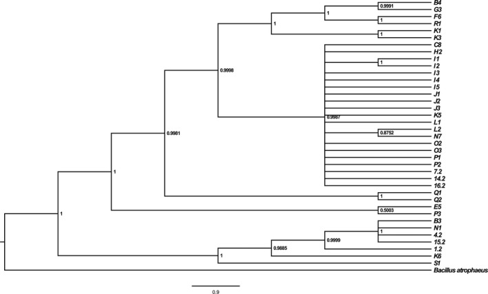 Figure 2