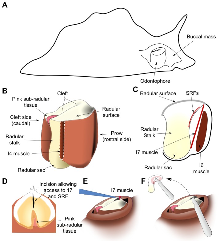 Fig. 1.