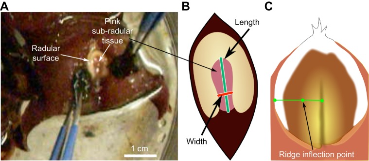 Fig. 2.