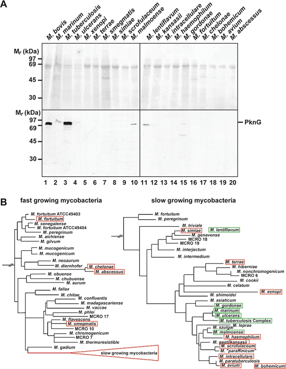 Fig. 9