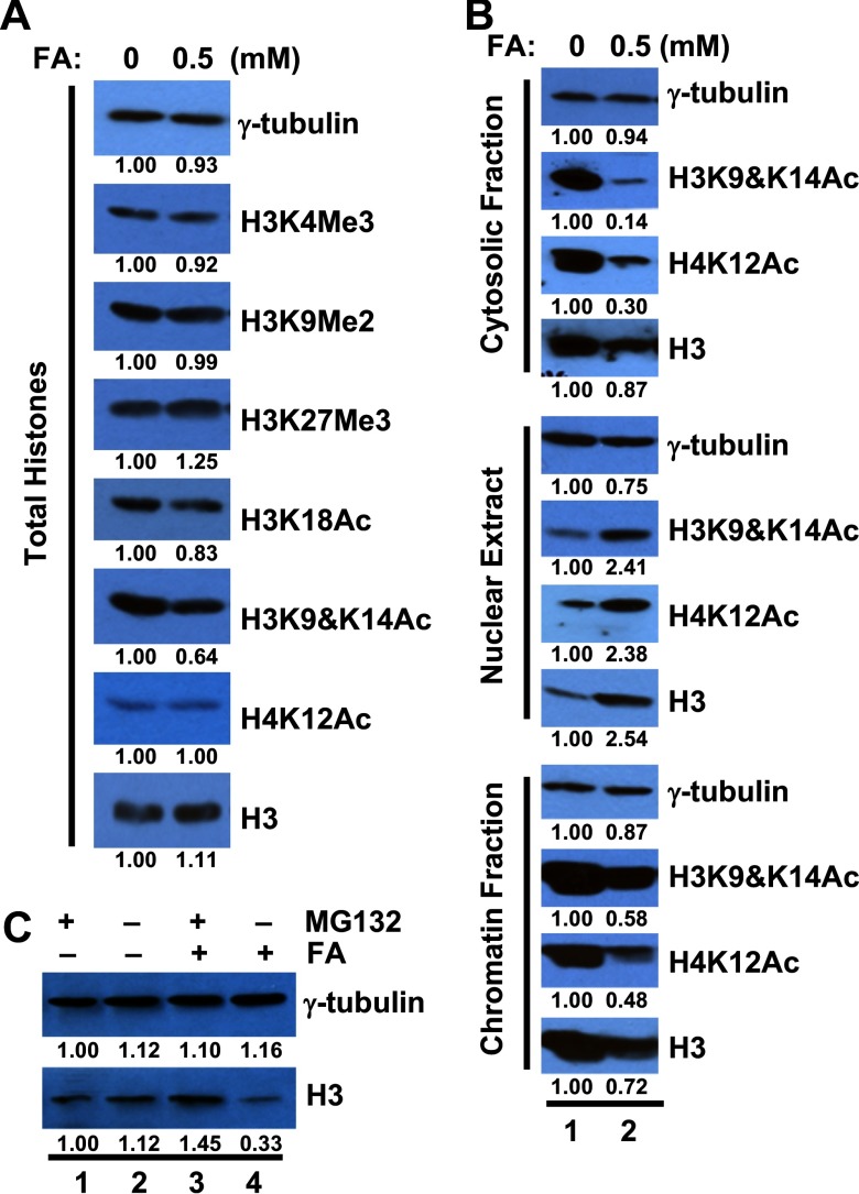 Figures 2a, 2b, and 2c are immunoblots.