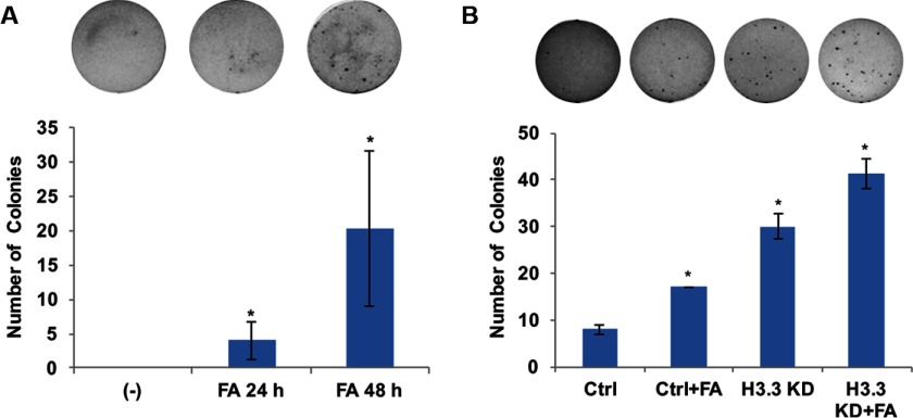 Figure 7a is a bar graph with standard deviation plotting changes in the number of BEAS-2B cell colonies (y-axis) for no FA exposure, 24 hours after FA exposure, and 48 hours after FA exposure (x-axis). Figure 7b is a bar graph with standard deviation plotting in the number of BEAS-2B cell colonies (y-axis) for control treatment; control treatment plus FA exposure; H3.3 knockdown; and H3.3 knockdown plus FA exposure.