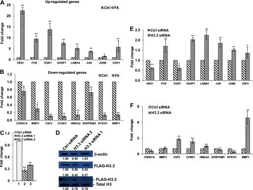 Figure 6a is a bar graph with standard deviation plotting fold changes (y-axis) for control- and FA-treated up-regulated genes HES1, FOS, EGR1, DUSP1, LAMA4, JUN, JUNB, and CDH1 (x-axis). Figure 6b is a bar graph with standard deviation plotting fold changes (y-axis) for control- and FA-treated down-regulated genes CDKN1A, MMP3, CSF2, CCND1, HMGA2, SERPINB5, NYEOV, and MMP1. Figure 6c is a bar graph with standard deviation plotting fold changes in mRNA levels of BEAS-2B cells after their transfection with control siRNA, H3.3 siRNA 1, and H3.3 siRNA 2. Figure 6d is a Western blot. Figures 6e is a bar graph with standard deviation plotting fold changes determined through RT-qPCR analysis (y-axis) for genes HES1, FOS, EGR1, DUSP1, LAMA4, JUN, JUNB, and CDH1 (x-axis) in control siRNA and H3.3 siRNA groups. Figure 6f shows the same data as Figure 6e but for the genes CDKN1A, MMP3, CSF2, CCND1, HMGA2, SERPINB5, NYEOV, and MMP1