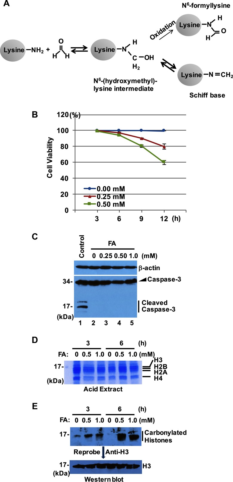 Figure 1A illustrates the chemical reaction between FA and lysine residues of proteins. Figure 1B is a line graph showing changes in percentage of cell viability (y-axis) with time in hours (x-axis) for FA concentrations of 0.00, 0.25, and 0.50 micromolar. Figures 1c, 1d, and 1e are immunoblots.