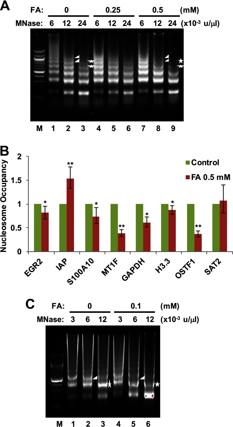 Figure 4a is an immunoblot. Figure 4b is a bar graph with standard deviation plotting changes in nucleosome occupancy (y-axis) for genes EGR2, IAP, S100A10, MT1F, GAPDH, H3.3, OSTF1, and SAT2 (x-axis) for the control and 0.5 micromolar FA groups. Figure 4c is an immunoblot.