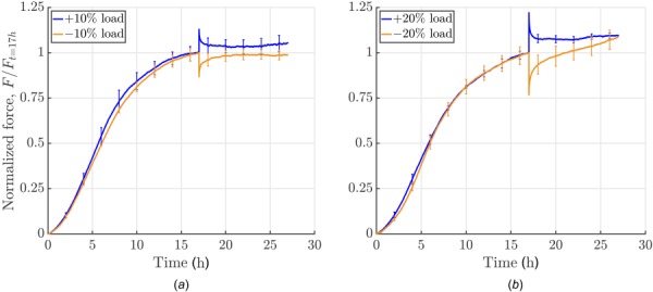 Influence of amplitude and direction of perturbation: force development was measured for 10 h following a perturbation in loading (uniaxial setting, cells were serum-starved; experiments were force-controlled: 10% load means application of a force that equals 10% of the homeostatic force; each curve shows the mean ± SEM of three identical experiments). (a) Increasing or releasing the load by 10%: a positive perturbation elicited a cell-mediated relaxation toward the prior steady-state force with a small residual offset whereas a negative perturbation resulted in a recovery of the homeostatic force. (b) Conversely increasing load by 20% led to a notable offset from homeostatic force after 10 h of cell-mediated relaxation whereas decreasing load by 20% led to a continuous increase in force, with a new plateau not reached over the subsequent 10 h.