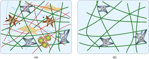 Schematic of native tissue consisting of various fiber and cell types, as well as additional constituents (a); cell-seeded collagen (Fig. 5(b)) gel as a simplified model system to study cell–matric interactions (b). In both cases, we emphasize the typical multiaxial geometry and loading that is important for in vivo relevance.