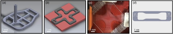 (a) A porous insert for attaching a gel to the testing device; (b) two-part mold having a cruciform shape to form gels; (c) floated cruciform gel attached to testing device; and (d) dog-bone shape mold for uniaxial experiments