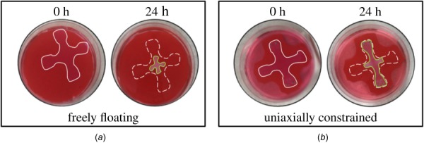 Compaction of a cruciform gel from an initial configuration (solid line at 0 h) to a deformed contour (solid line at 24 h) due to contractile forces imposed by resident cells (dashed line at 24 h indicates initial configuration): (a) freely floating gel and (b) uniaxially constrained gel