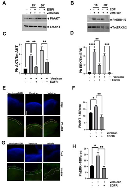 Figure 7: