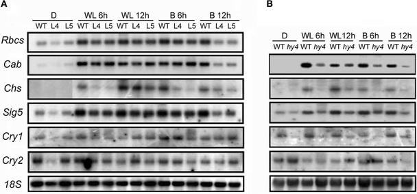 Figure 5.