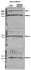 Western blots - Fig S8