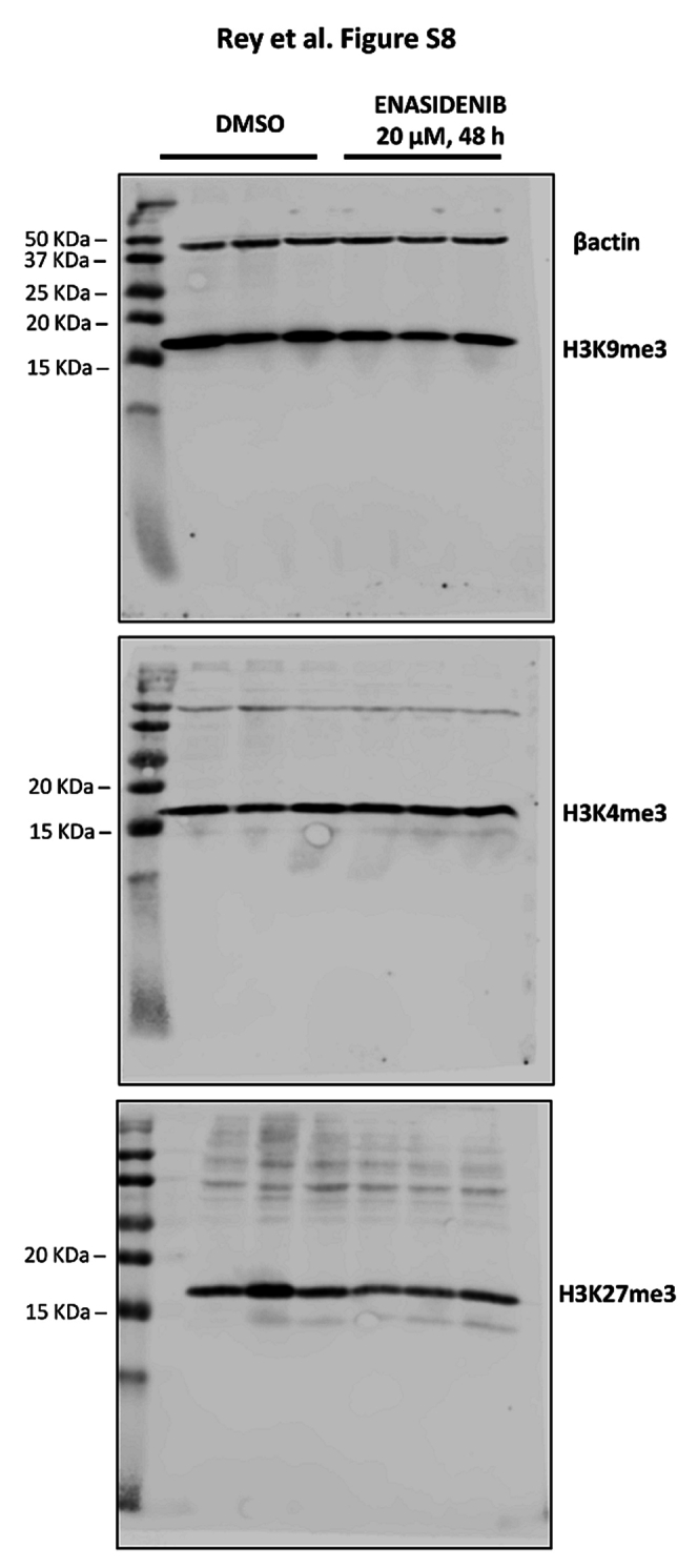 Western blots - Fig S8