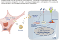 Graphical Abstract