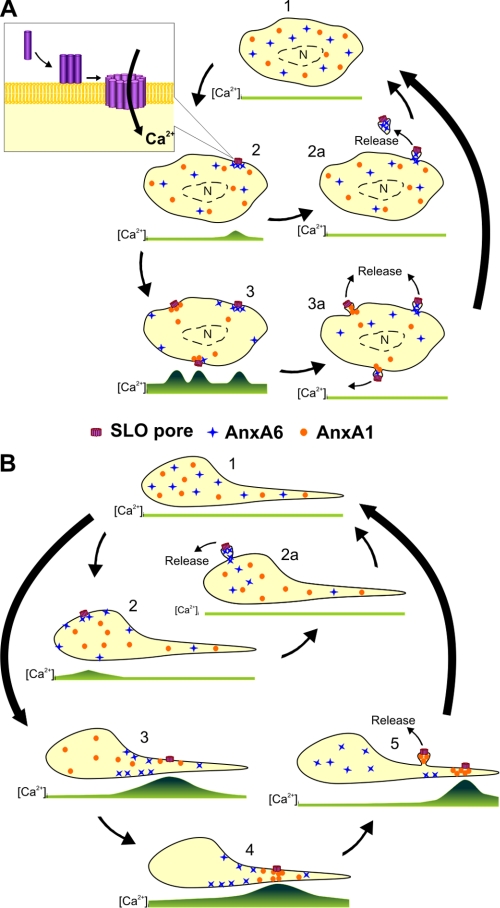 FIGURE 11.