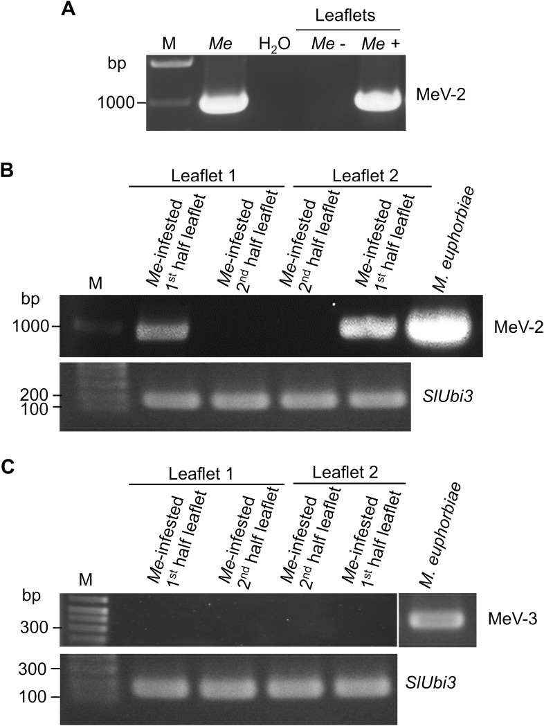 Fig 9