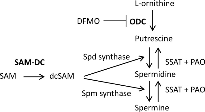 Fig. 2