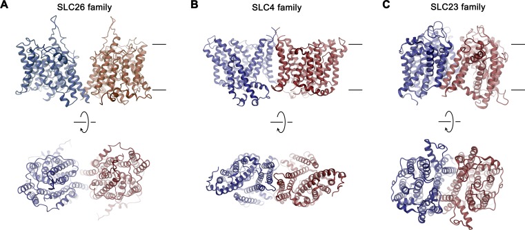 Figure 8—figure supplement 1.