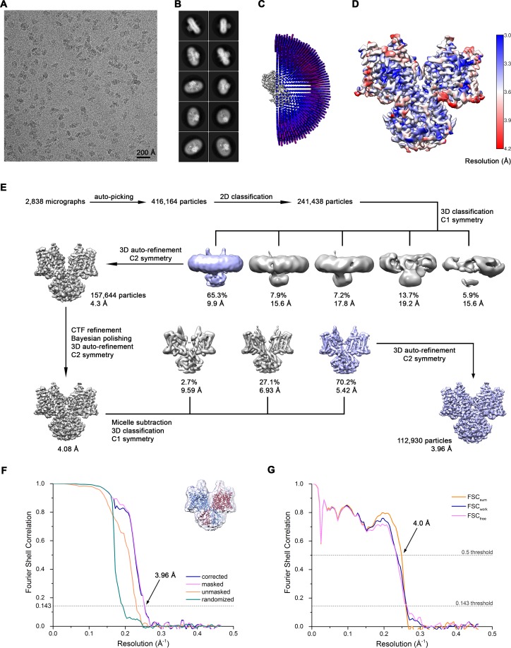 Figure 2—figure supplement 1.